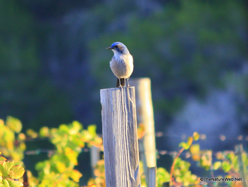 Perching Birds